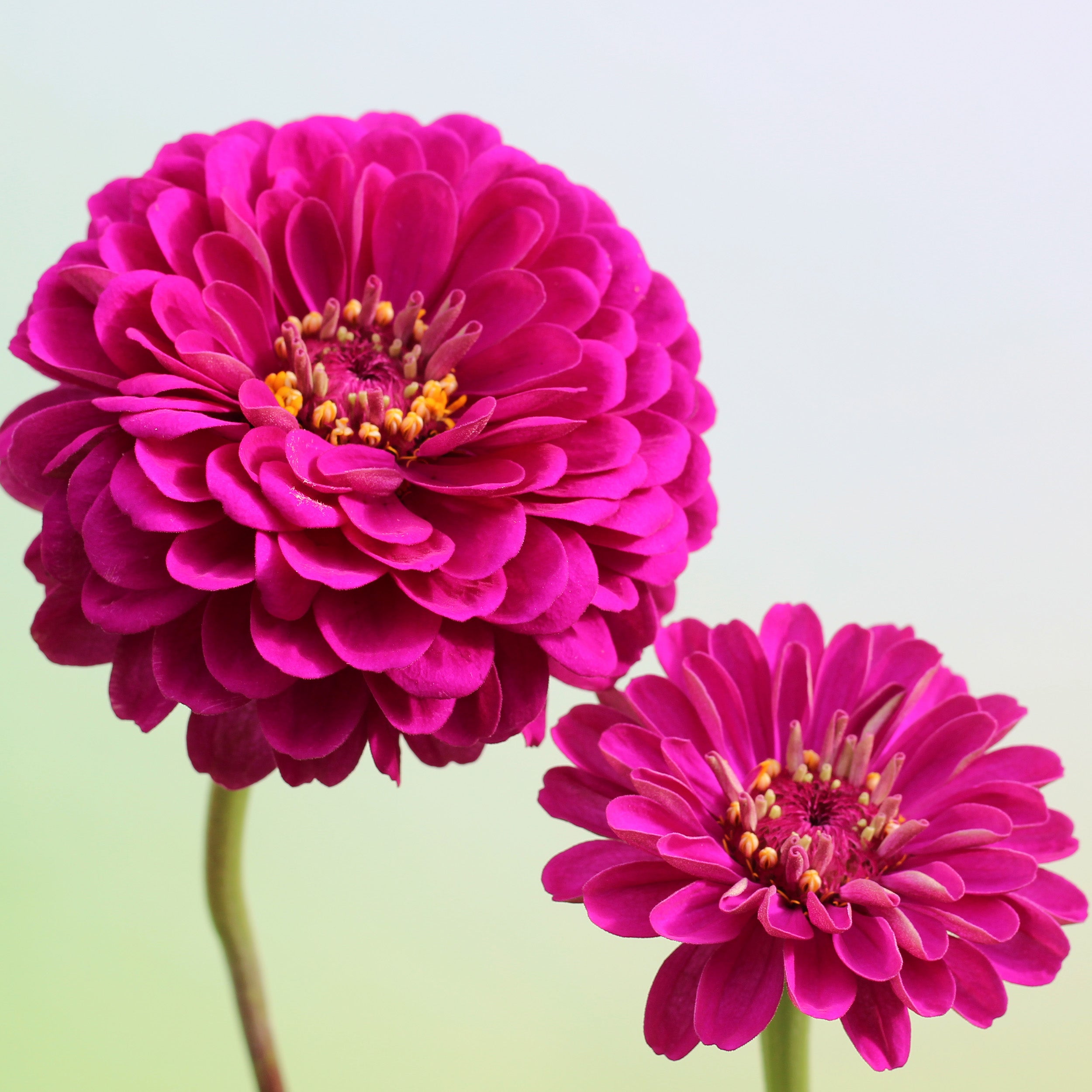 Giant Double Violet Queen Zinnia Seeds Ferry Morse_Close-up photo of this Zinnia variety against beautiful teal colored sky